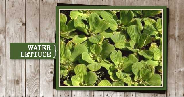 Water Lettuce
